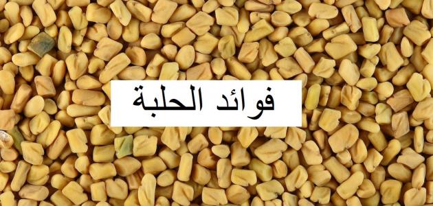 صورة المقال