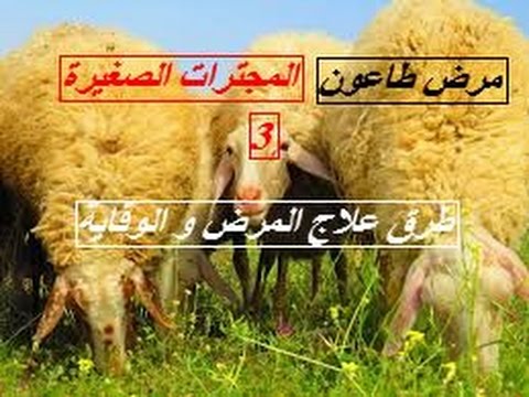صورة المقال