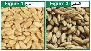 صورة المقال